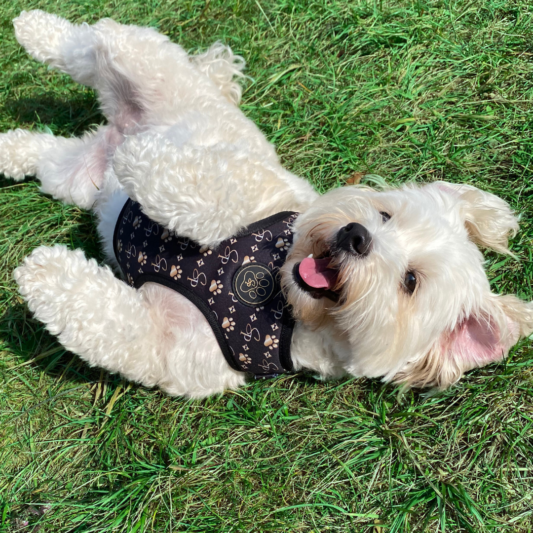 Signature BLACK Harness