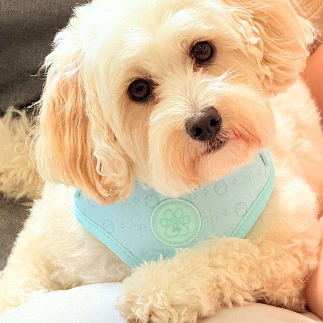 Signature MINT Harness