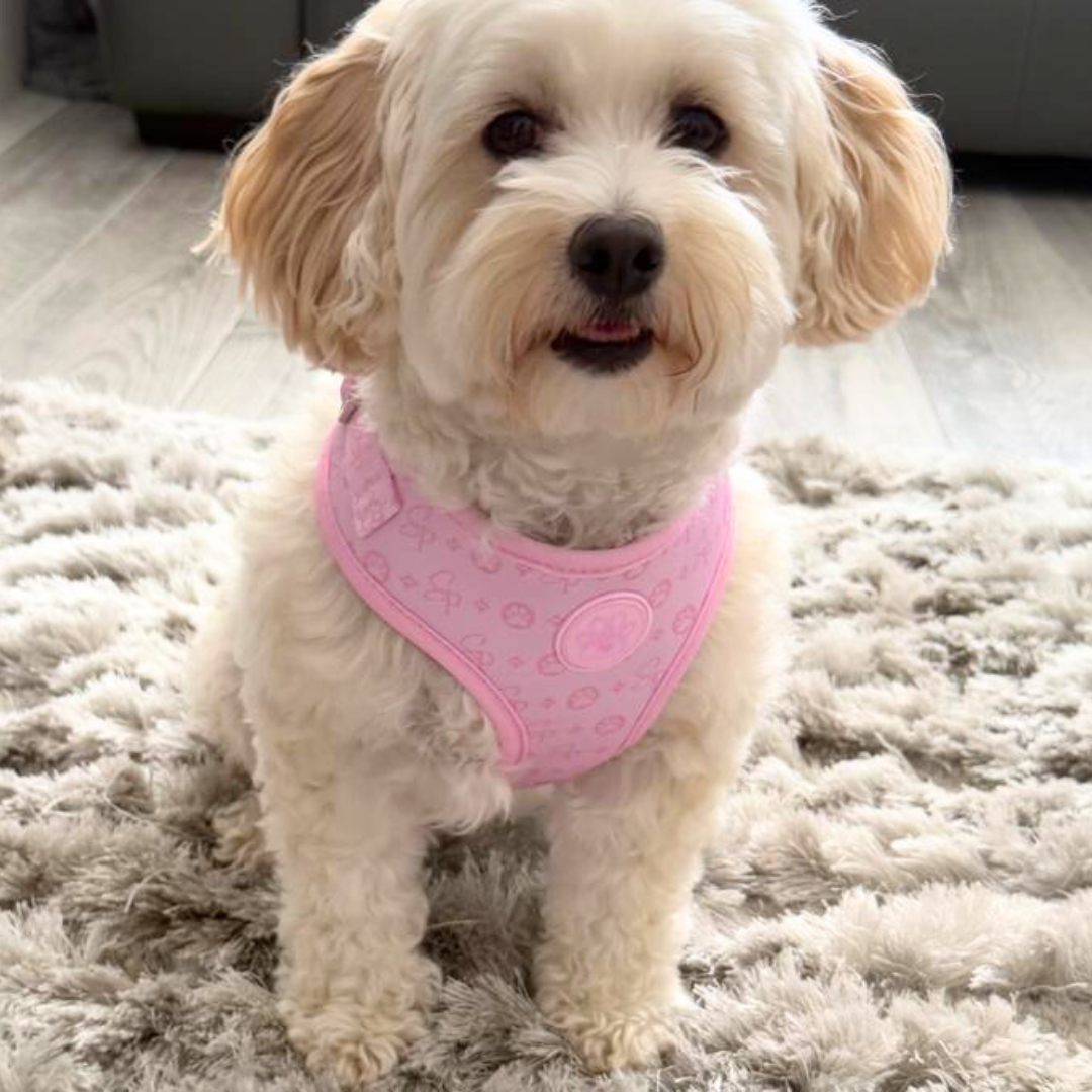 Signature PINK Harness