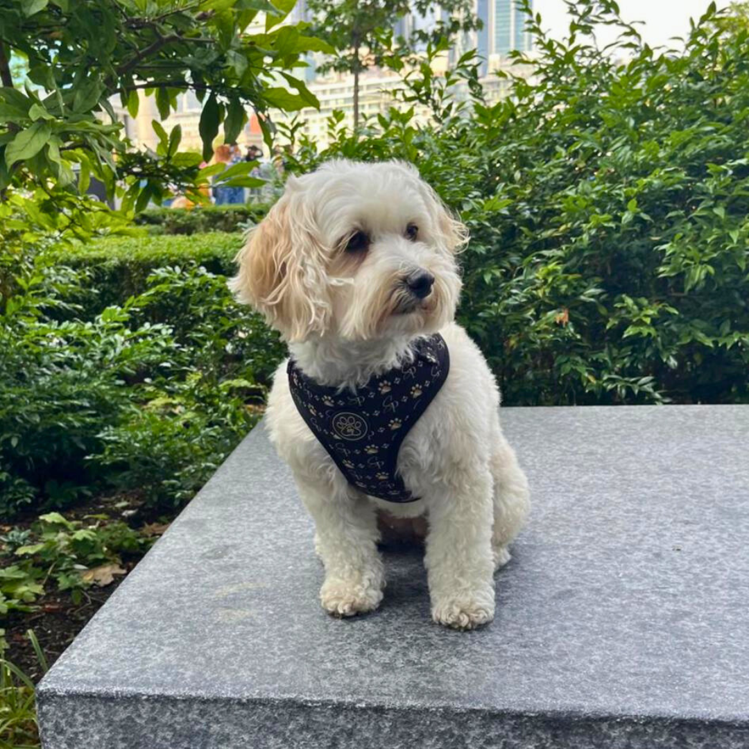 Signature BLACK Harness