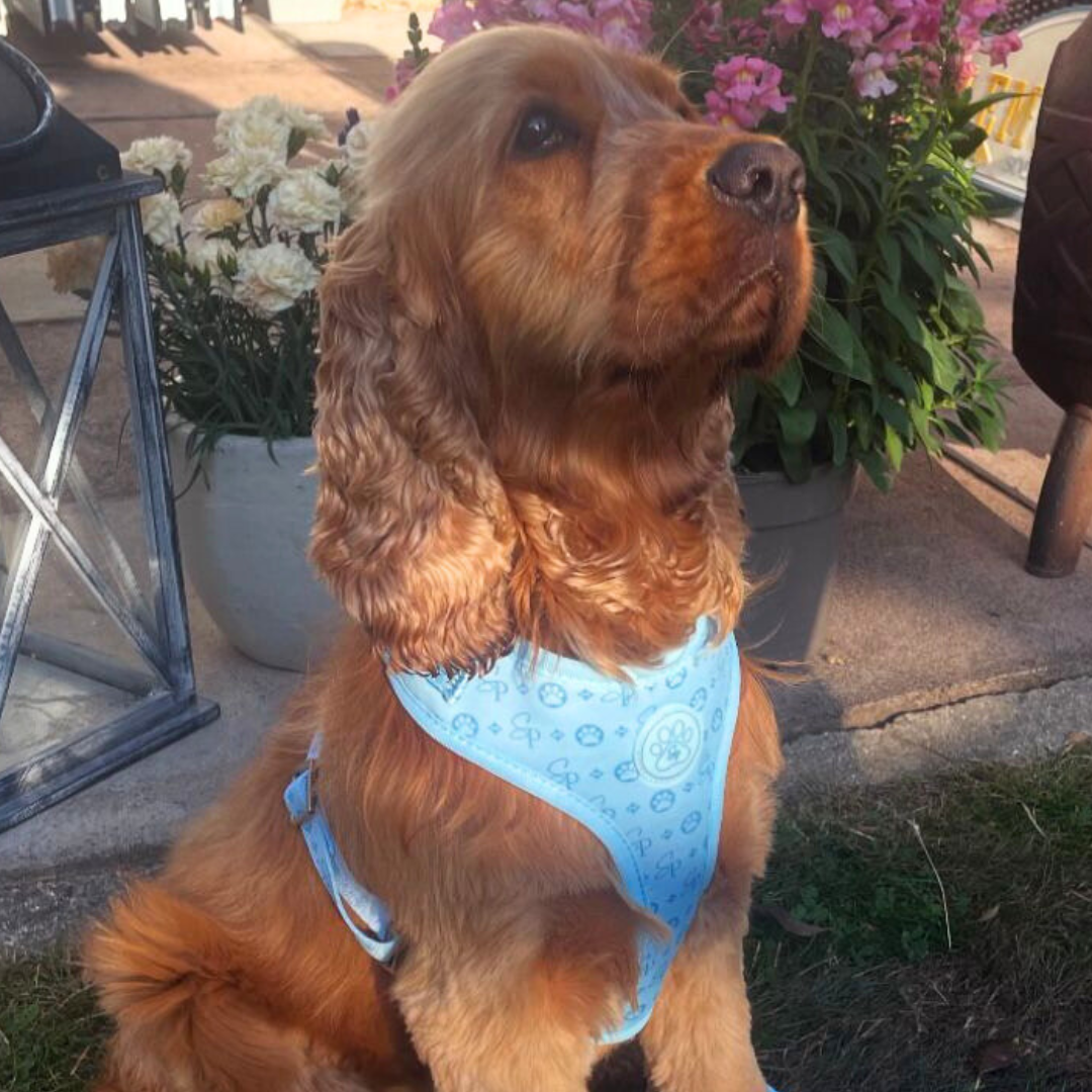 Signature BLUE Harness