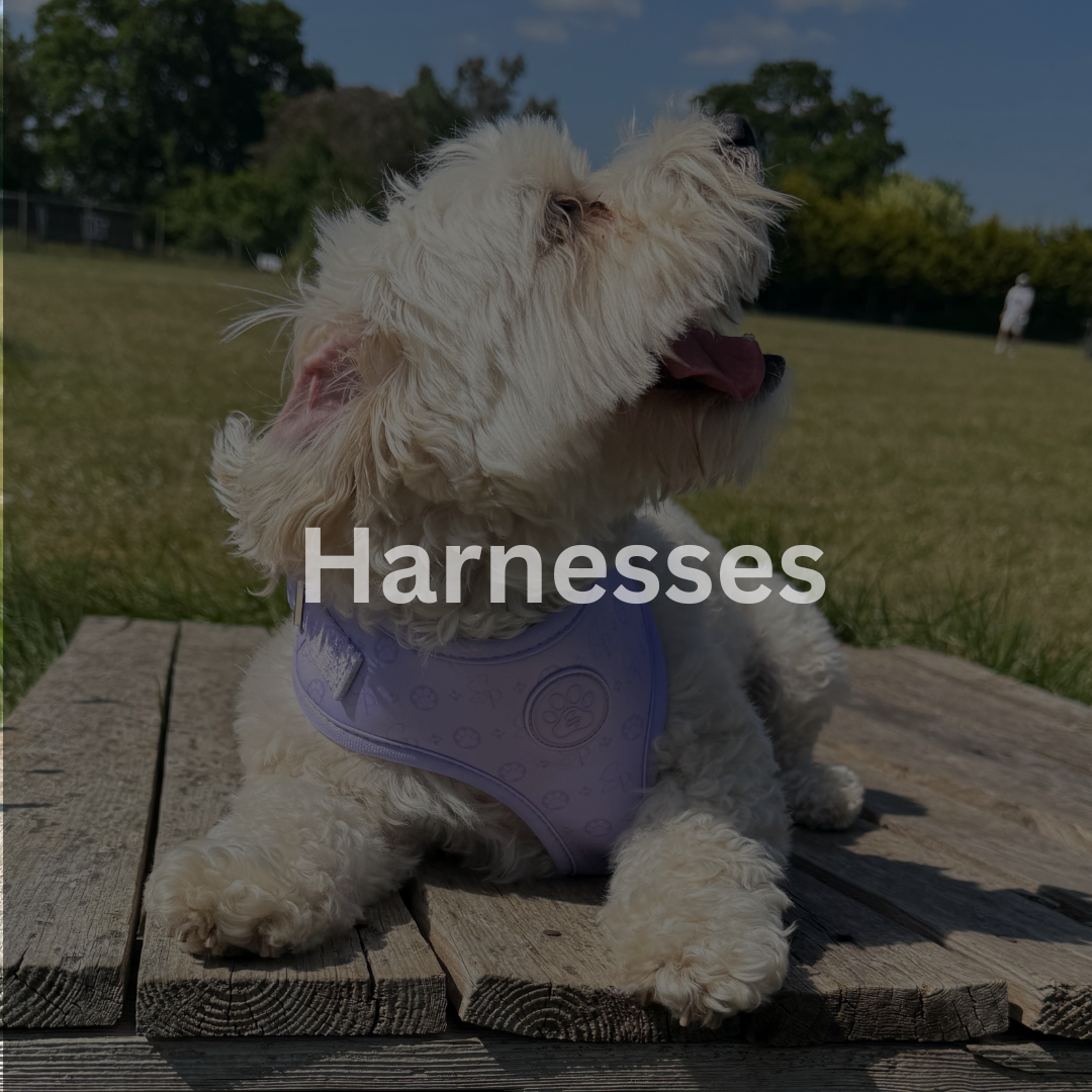 Dog Harnesses
