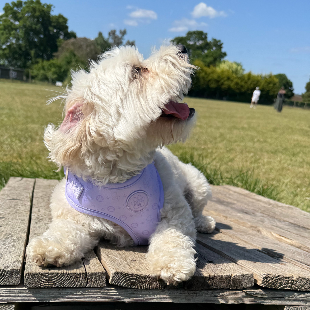 Signature LILAC Harness