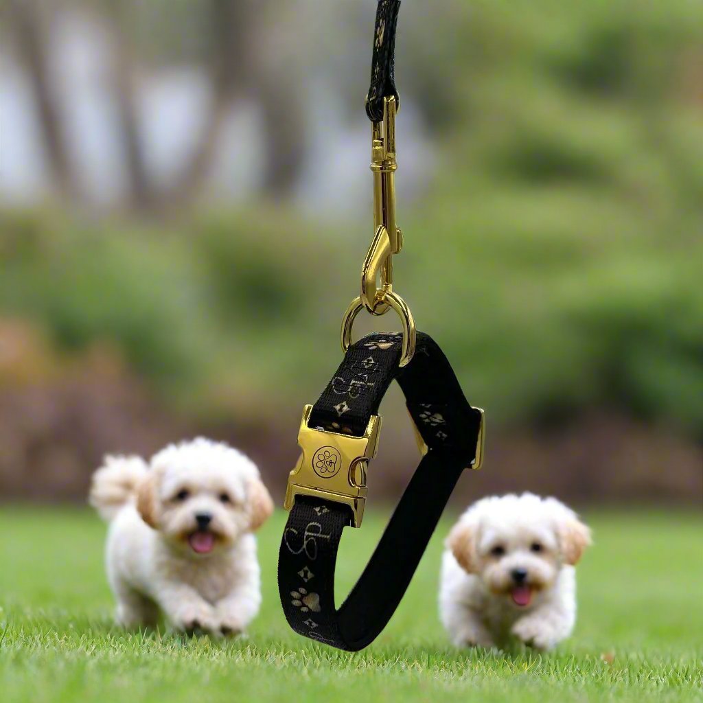 Signature BLACK Collar