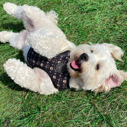 Signature BLACK Harness