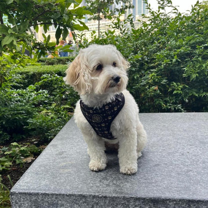 Signature BLACK Harness