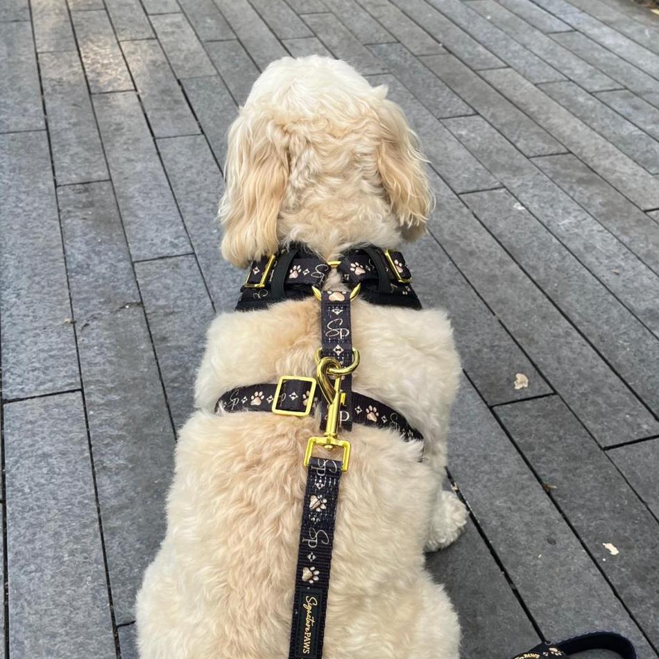 Signature BLACK Harness