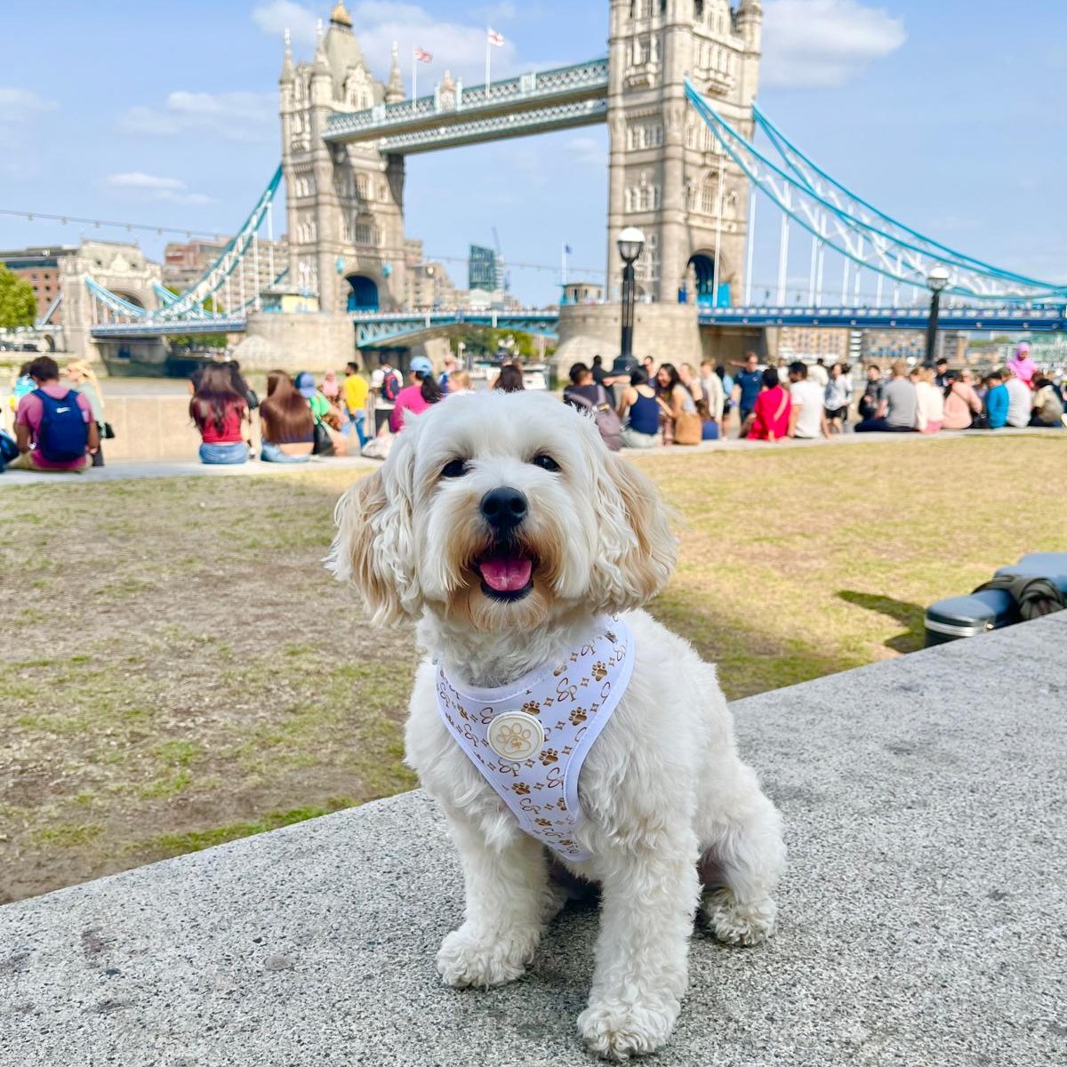 Signature WHITE Harness